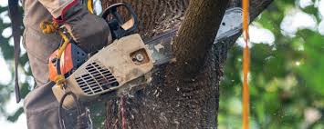 Best Fruit Tree Pruning  in Meadow Woods, FL