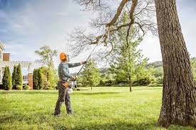 Best Palm Tree Trimming  in Meadow Woods, FL