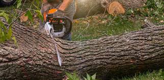 Best Tree Disease Treatment  in Meadow Woods, FL