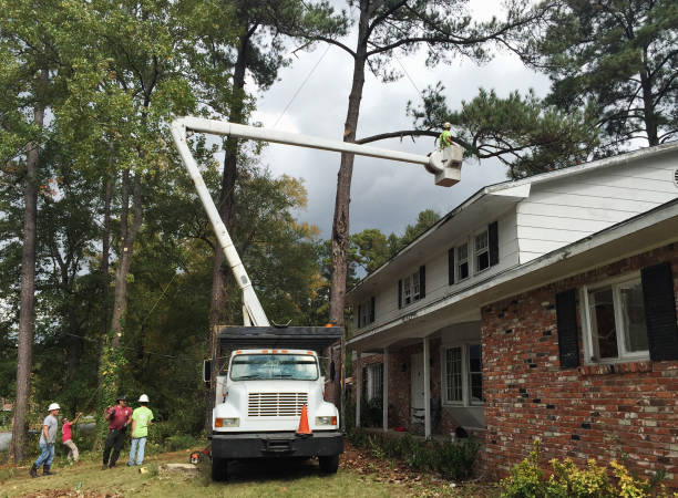 Lawn Irrigation Installation and Maintenance in Meadow Woods, FL