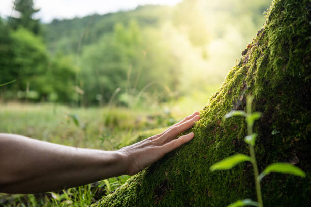 Best Root Management and Removal  in Meadow Woods, FL