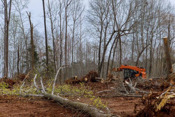 How Our Tree Care Process Works  in  Meadow Woods, FL