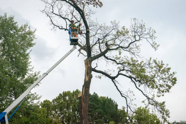 Best Utility Line Clearance  in Meadow Woods, FL