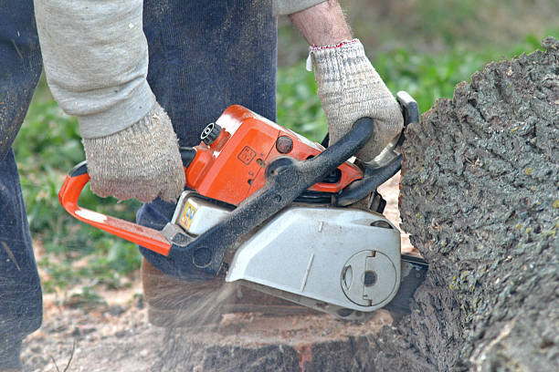  Meadow Woods, FL Tree Services Pros