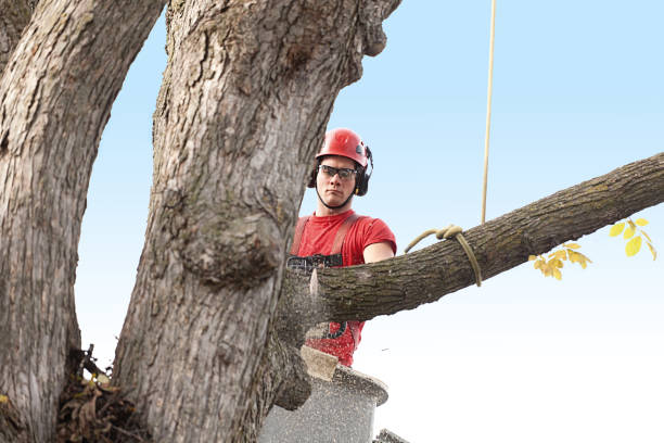 Leaf Removal in Meadow Woods, FL